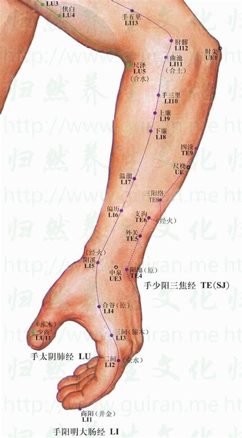 曲尺穴|曲池穴位置在哪？為何會痛？緩和焦慮、緩和脾熱4大。